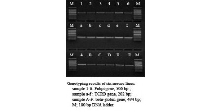 DIRECT-PCR KIT:  For Mouse Genotyping, 100rxn